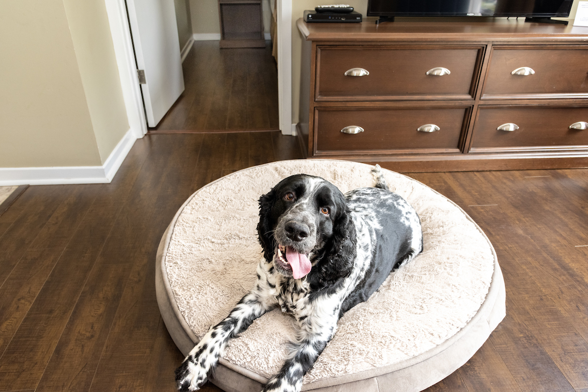 Happy dog lounging on a pet bed in a guest room at Aurora Inn, showcasing the pet-friendly accommodations in Annapolis Valley.