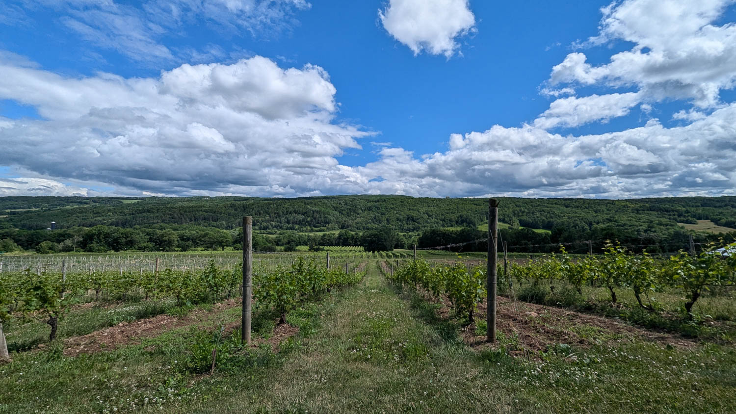 A vineyard in the Annapolis Valley