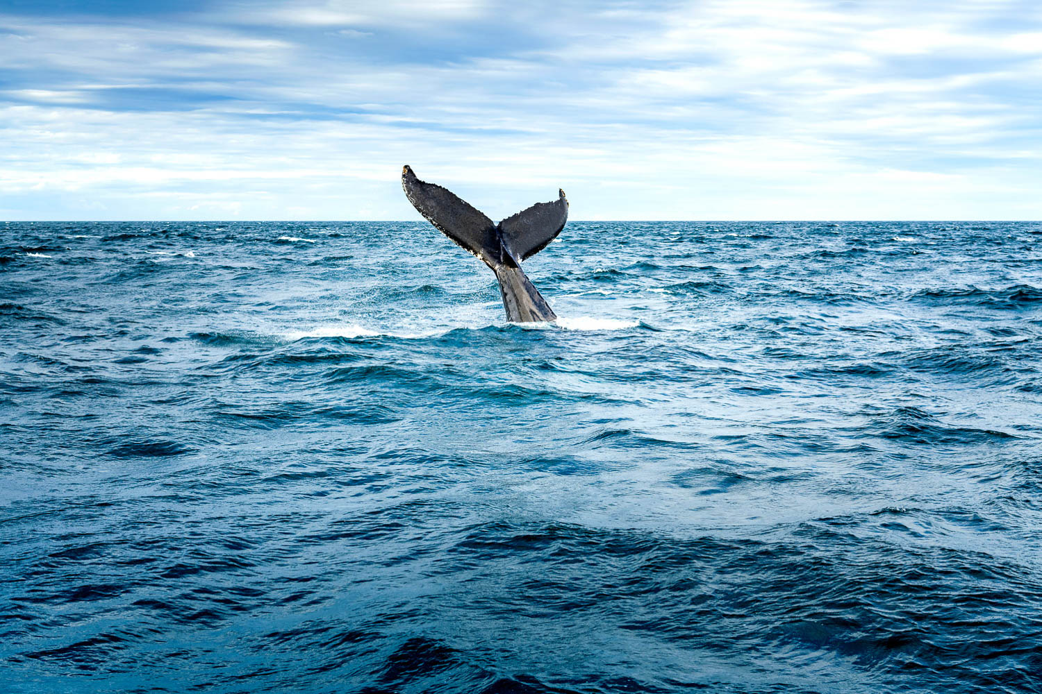 Whale Watching in Nova Scotia